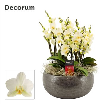 Orhideja Phalaenopsis multiflora anthura lausanne Nero dazzling Lausanne 9+ stems symphony (Deco-collection) 90 fl  9 plnt 35cm 