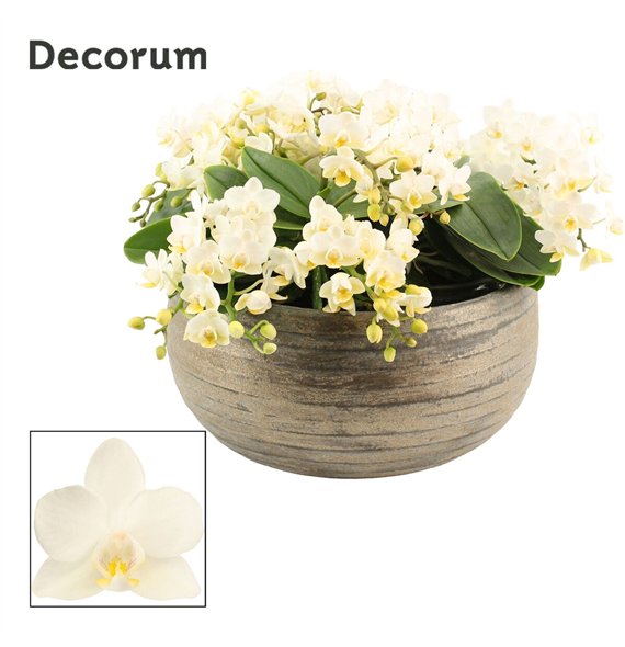 Orhideja Phalaenopsis Anthura Nazare Oro table 12+ stems symphony Whitney (Deco-collection) 60 fl  12 plnt 25cm 27cm Q3381