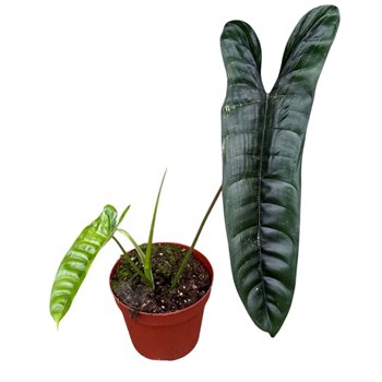 Philodendron Felix 1 pp 40cm 14cm Q3487