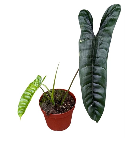 Philodendron Felix 1 pp 40cm 14cm Q3487