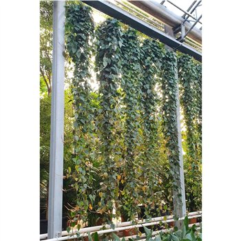 Philodendron scandens Scandens15 pp 400cm 40cm Q3491