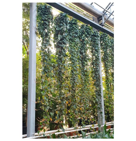 Philodendron scandens Scandens15 pp 400cm 40cm Q3491