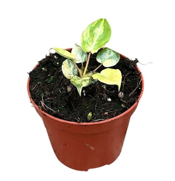 Philodendron Billietiae Variegata 1 pp 15cm 8cm Q3492