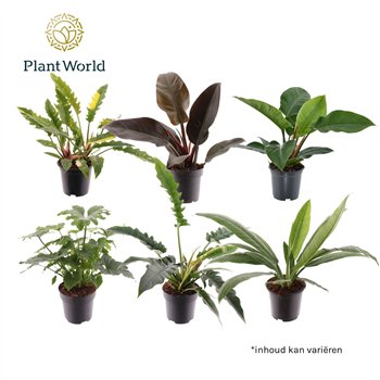 Philodendron mixed several kinds 1 pp 65cm 19cm Q3493