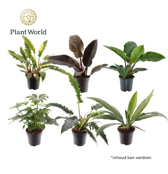 Philodendron mixed several kinds 1 pp 65cm 19cm Q3493