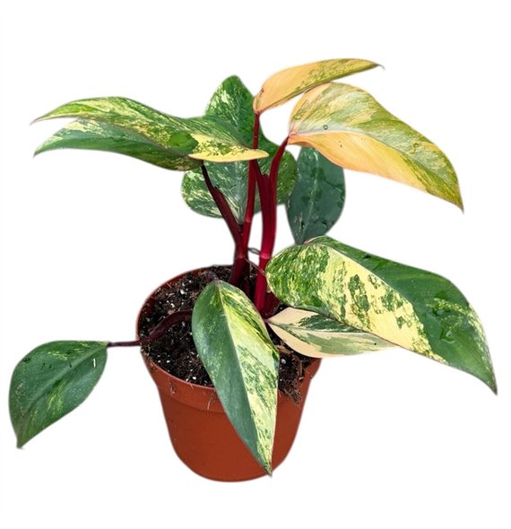 Philodendron philodendron strawberry shake 1 pp 40cm 14cm Q3496