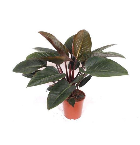 Philodendron Congo Red2 pp 90cm 27cm Q3497