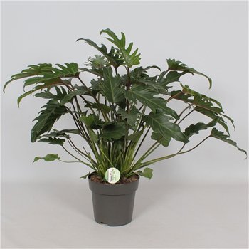 Philodendron xanadu Xanadu2 pp 65cm 21cm Q3500