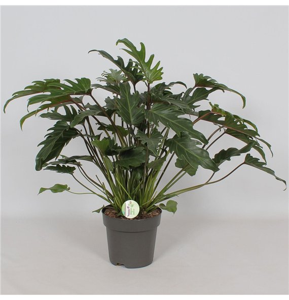 Philodendron xanadu Xanadu2 pp 65cm 21cm Q3500
