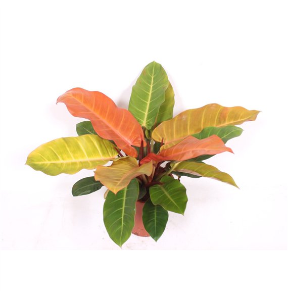 Philodendron Prince of Orange1 pp 80cm 27cm Q3505