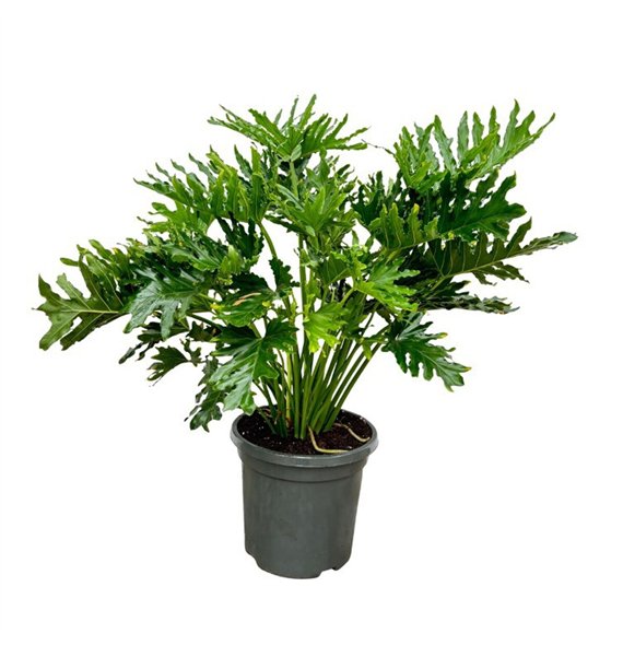 Philodendron Selloum - 130cm 12 pp 130cm 40cm Q3510