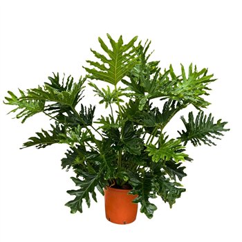 Philodendron Selloum - 140cm 8 pp 140cm 30cm Q3511