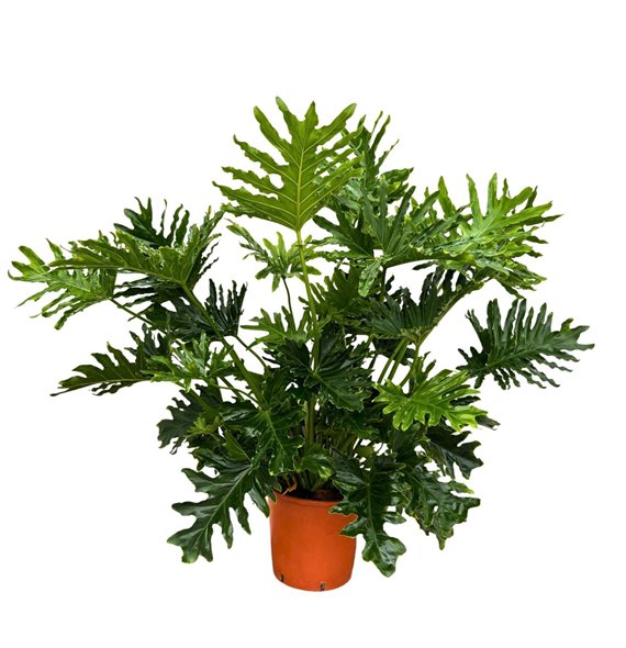 Philodendron Selloum - 140cm 8 pp 140cm 30cm Q3511