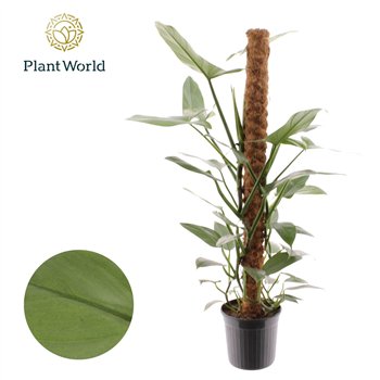 Philodendron Silver Sword Mosstok 100 cm 5 pp 100cm 20cm Q3512