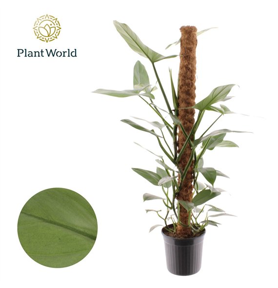 Philodendron Silver Sword Mosstok 100 cm 5 pp 100cm 20cm Q3512