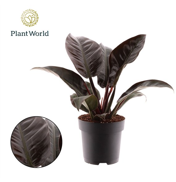 Philodendron imperial red Imperial Red 1 pp 50cm 19cm Q3513