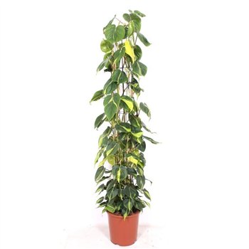 Philodendron scandens brasil Scandens Brasil15 pp 160cm 27cm Q3526