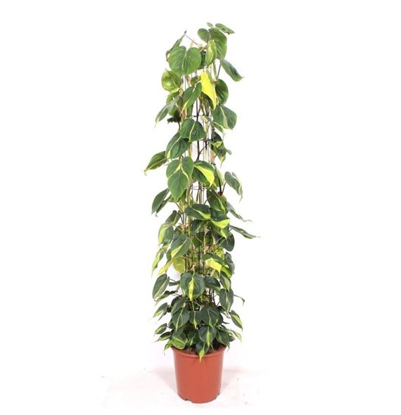 Philodendron scandens brasil Scandens Brasil15 pp 160cm 27cm Q3526