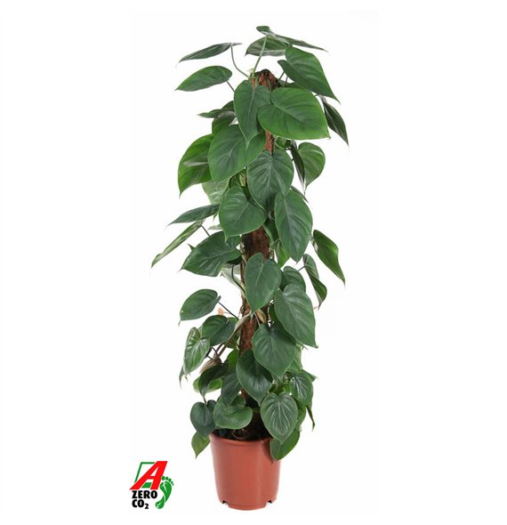 Philodendron scandens Scandens Kratiste P24pp 120cm 24cm Q3528