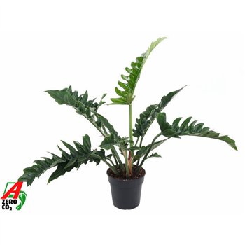 Philodendron narrow escape Narrow P19pp 60cm 19cm Q3533