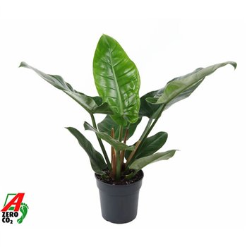 Philodendron imperial green Imperial Green P19pp 60cm 19cm Q3534