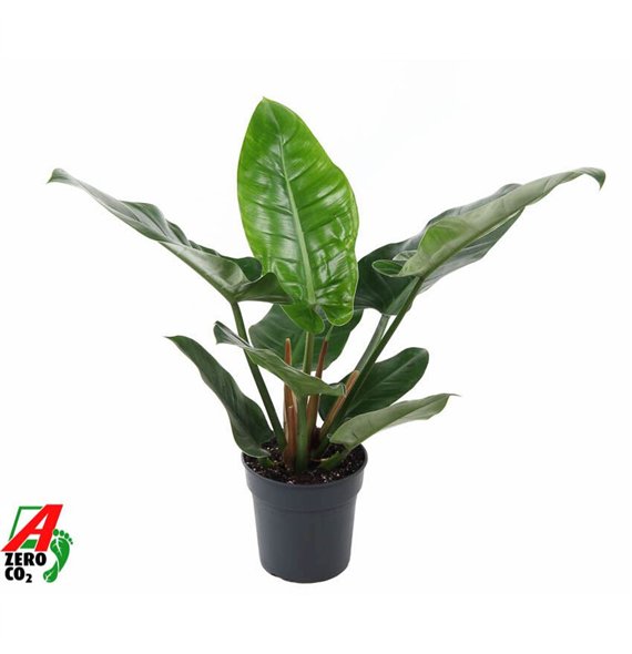 Philodendron imperial green Imperial Green P19pp 60cm 19cm Q3534