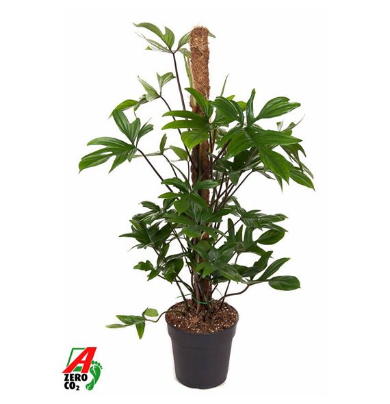Philodendron pedatum Pedatum mosstok P21 (NO GAP)3 pp 100cm 21cm Q3536