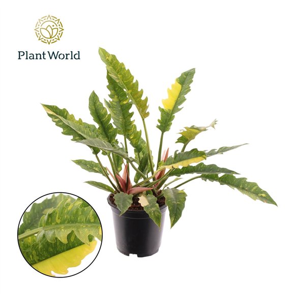 Philodendron Ring of Fire narrow 1 pp 50cm 19cm Q3539