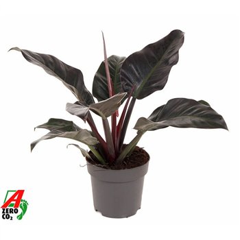 Philodendron imperial red Imperial Red P24 (NO GAP)pp 60cm 24cm Q3544