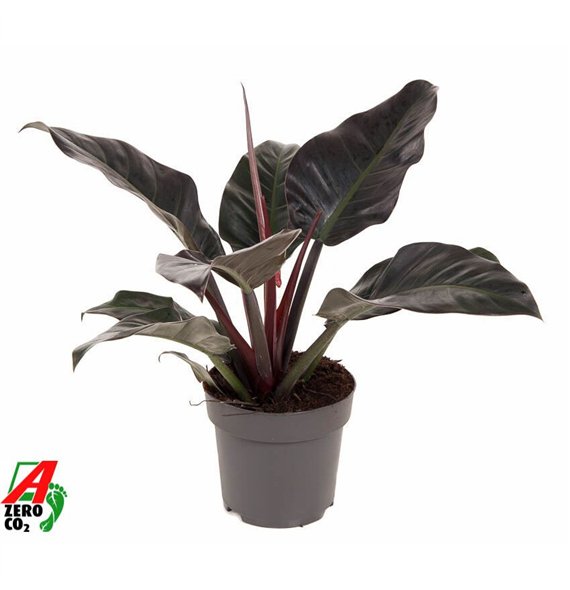 Philodendron imperial red Imperial Red P24 (NO GAP)pp 60cm 24cm Q3544