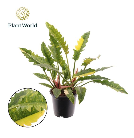 Philodendron Ring of Fire narrow P19 1 pp 50cm 19cm Q3548