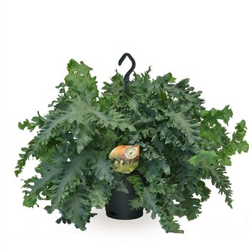 Phlebodium aureum davana Hangpot 40cm 20cm Q3566