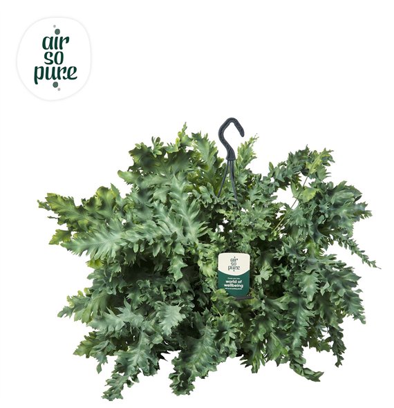 Phlebodium aureum davana Air So Pure - Hangpot 40cm 20cm Q3571