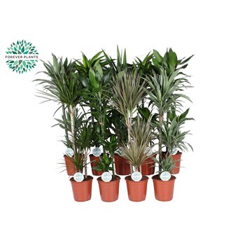 Miks lončnic green Mix plants p24 1 pp 120cm 24cm Q3589