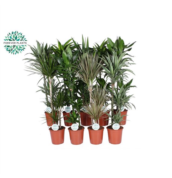 Miks lončnic green Mix plants p24 1 pp 120cm 24cm Q3589