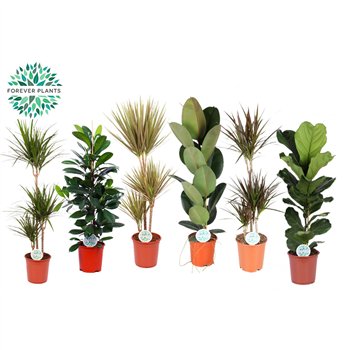 Miks lončnic green Mix plants Budget p24 1 pp 120cm 24cm Q3591