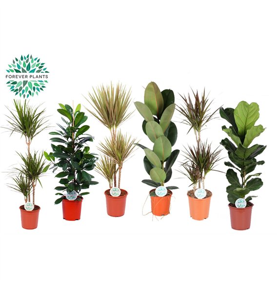 Miks lončnic green Mix plants Budget p24 1 pp 120cm 24cm Q3591