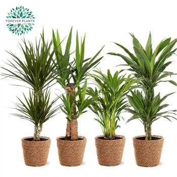 Miks lončnic green Mix plants p19 in GABY Košara 1 pp 70cm 17cm Q3594