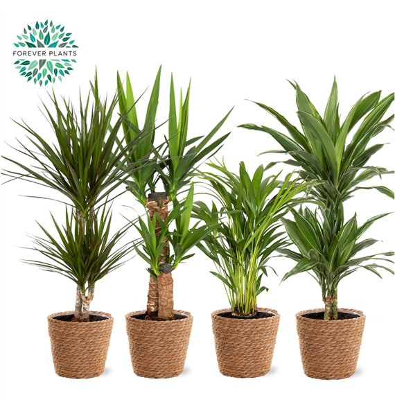 Miks lončnic green Mix plants p19 in GABY Košara 1 pp 70cm 17cm Q3594