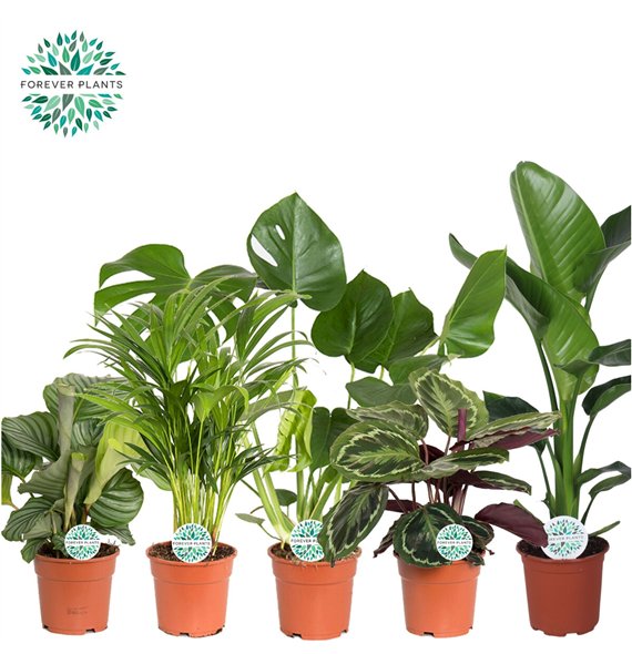 Miks lončnic green Mix Post p17  Mountain 2 pp 60cm 17cm Q3604