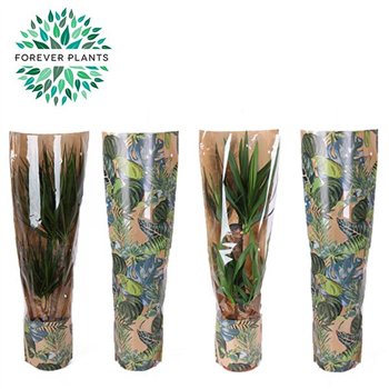 Miks lončnic green Mix 17 in sleeve GREEN JEWELS 1 pp 60cm 17cm Q3606