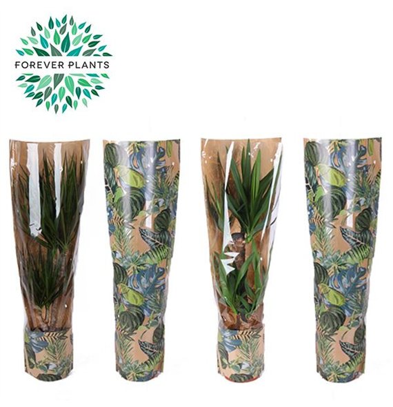 Miks lončnic green Mix 17 in sleeve GREEN JEWELS 1 pp 60cm 17cm Q3606