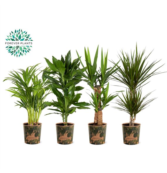 Miks lončnic green Mix p17 in SIERCUP GREEN JEWELS 1 pp 60cm 17cm Q3609