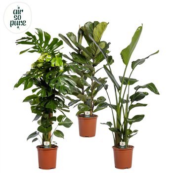Miks lončnic green Mix p27 LUXE (Air So Pure) 1 pp 130cm 27cm Q3610