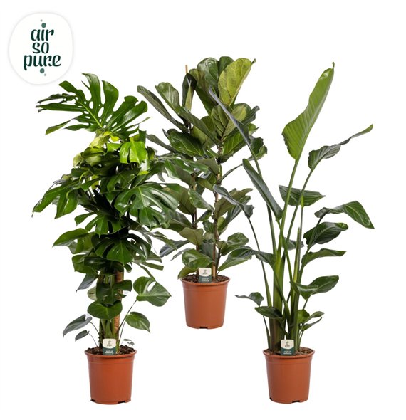 Miks lončnic green Mix p27 LUXE (Air So Pure) 1 pp 130cm 27cm Q3610