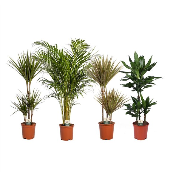 Miks lončnic green Mix p21 (Air So Pure) 1 pp 95cm 21cm Q3611