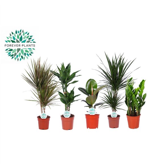 Miks lončnic Groenmix Miquel p17 1 pp 60cm 17cm Q3619