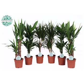 Miks lončnic Groenmix Colorado p17 1 pp 60cm 17cm Q3620