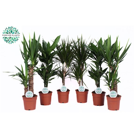 Miks lončnic Groenmix Colorado p17 1 pp 60cm 17cm Q3620