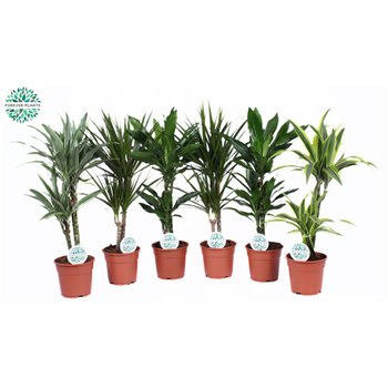 Miks lončnic Groenmix Barbosa p17 1 pp 60cm 17cm Q3621